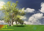 SpeedTree教程:三维真实树木建模教程Modeling Realistic Trees with SpeedTree