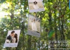 AE模板-4K分辨率实拍跟踪森林树木绳子悬挂婚礼照片相册回忆片头模版Photo Memories on Trees免费下载