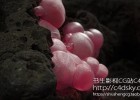 C4D阿诺德渲染器插件Solid Angle Cinema 4D To Arnold 3.0.1.1 for Cinema 4D R19/R20/R21 Win/Mac 替换版