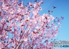 C4D/Max植物模型包插件Laubwerk Plants Kit 6 & 7 支持Cinema 4D R19  免费下载