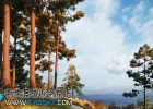 Evermotion Archmodels vol. 171北半球欧美树木丛林3D模型包(C4D/MAX/FBX/OBJ格式)