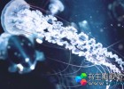 中文汉化版AE/PR插件-快速摄像机镜头模糊插件Aescripts Fast Camera Lens Blur v5.2.1 Win/Mac