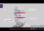 PR预设-94组4K呼叫指示线测量介绍线条动画MOGRT模板Call Out Titles & Elements I MOGRT for Premiere Pro