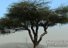 SpeedTree非洲金合欢树建模教程Pixelfront Model An African Acacia Tree in SpeedTree