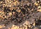 Houdini基础入门教程FXPHD HOU105 Houdini Fundamentals, Collection 1