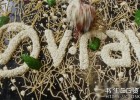 Houdini VRay渲染器插件版V-ray Next v4.30.03 For Houdini FX 18.0.460 Win