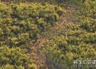 Maya教程-逼真的草地场景创建教程Maya Mash : Creating Realistic Grass Like a Pro