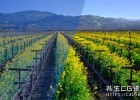 Capture One图像编辑软件基础入门教程(含英文字幕)Capture One Pro 21 Essential Training