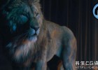 Maya插件-毛发羽毛模拟插件Peregrine Labs Yeti 5.2.2 Maya 2024-2026 Win