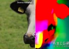 通道生成跟踪光流特效Nuke插件Pixelmania NNFlowVector v2.2.1 for Nuke 15