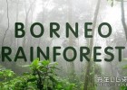 印度尼西亚婆罗洲雨林丛林音效Pro Sound Effects - Borneo Rainforest WAV
