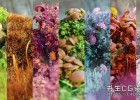 Blender逼真自然苔藓场景奇幻微观模型生成器预设库 Mossify - Full